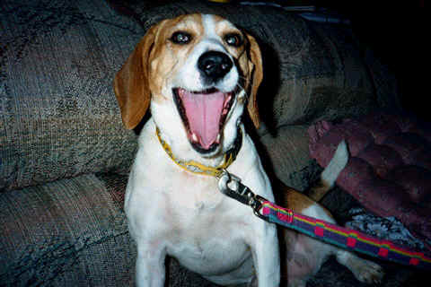 Patches yawning