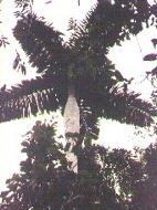 Taraputus palm