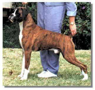 champion boxer dog