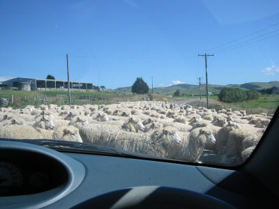 Sheep Crossing the road