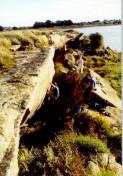 Photo by Cameron Veal, proj, Loyds wall oatlands