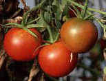 tomato.jpg (9636 bytes)