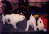 ChinaPup.JPG (42991 bytes)