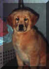 GophurrPup.JPG (8606 bytes)