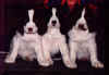 Springers3.JPG (35196 bytes)
