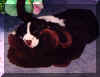 ZootPup.JPG (39523 bytes)