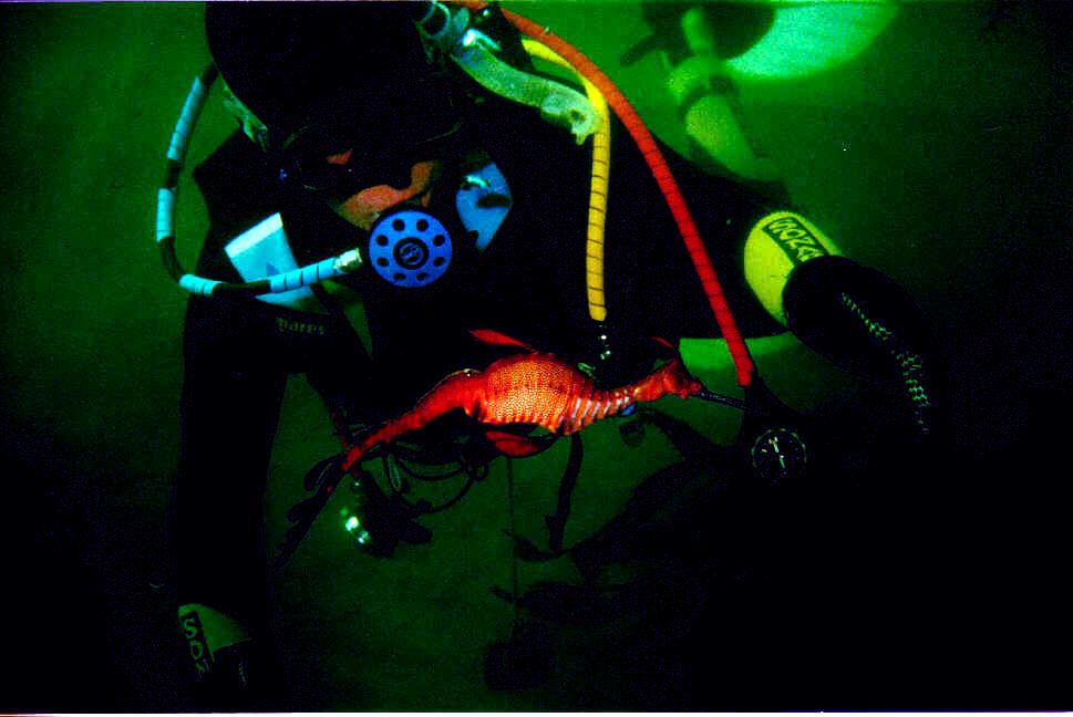 Diver with dragon