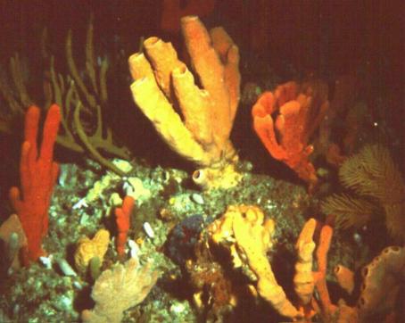 Bicheno sponge garden