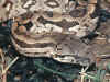 Acranthophisdumerili2.jpg (35933 byte)