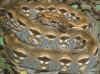 Acranthophismadagascariensis2.jpg (39414 byte)
