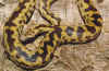 Antaresiamaculosa1.jpg (42036 byte)