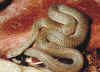Antaresiamaculosa2.jpg (39000 byte)