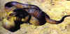 Aspiditesmelanocephalus1.jpg (232841 byte)