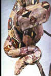 Boaconstrictor5.jpg (93862 byte)