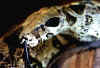 Boaconstrictor7.jpg (113384 byte)
