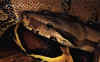 Boaconstrictorconstrictor1.jpg (113427 byte)