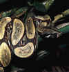 Boaconstrictorconstrictor2.jpg (54134 byte)