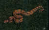 Boaconstrictorconstrictor3.jpg (42632 byte)