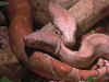 Boaconstrictorimperator2.jpg (62221 byte)