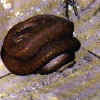 Bothrochillusperthensis1.jpg (61176 byte)