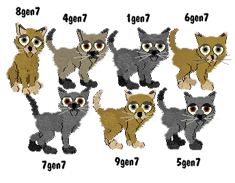 purebred hex free siamese