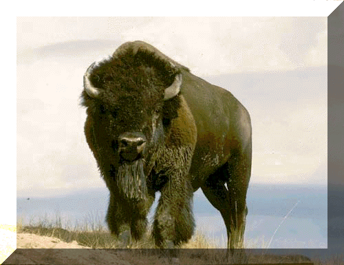 Buffalo