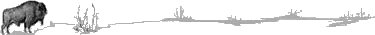 Buffalo
