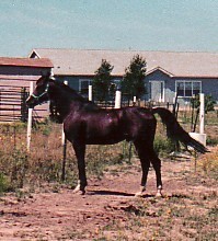 click here to see some of his ancestors