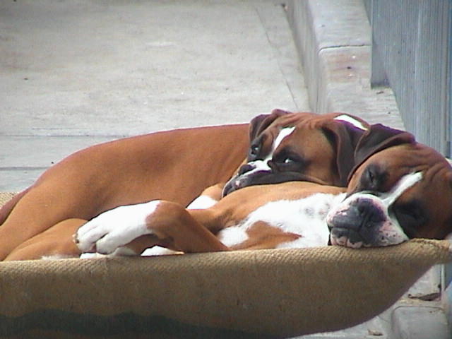 claudia claude and huey