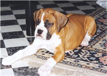 Puppy Huey