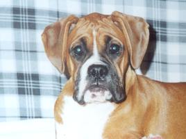 Puppy Paris