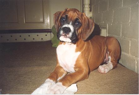 Puppy Wilbur