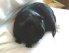 Blackie Jr.