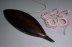 East Indian Rosewood shuttle