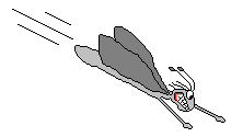 moth
