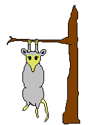 possum
