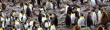 King Penguin day at the races!