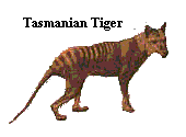 The Tasmanian Tiger!