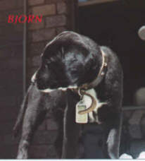 Bjorn as a puppy