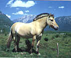 Fjording - Fjord Horse in Nord Mre