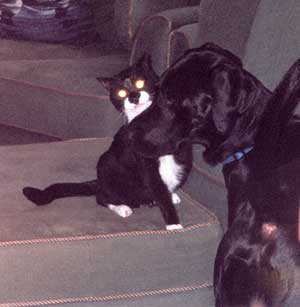 Tuxedo gets ready to tell Vilais that he is too old to play.