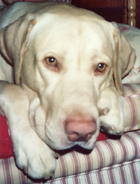 Scout_2004_01