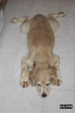 Bear Skin Rug