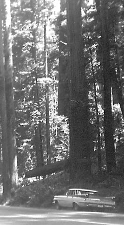 Our car parked along the Redwood Highway