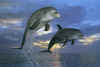 bottlenose_dolphins.jpg (100563 bytes)