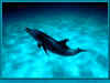 jowi_dolphins_wallpaper_03_1024x768.jpg (63306 bytes)