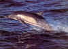 wh-dlf_006_common_dolphin.jpg (195019 bytes)