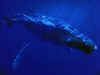 whales.jpg (113278 bytes)