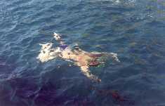 Croaziera pe Marea Egee
