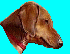 a dachshund profile